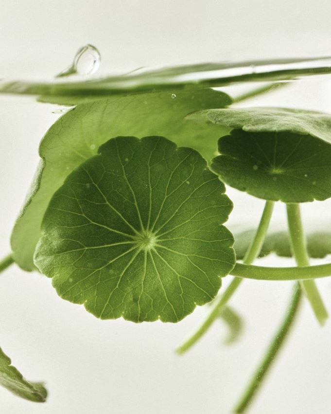 Beauty of Joseon Light On Serum : Centella + Vita C سيروم فيتامين سي+ السنتيلا